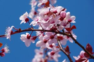 5 Japanese Flowers and the best time to view them.