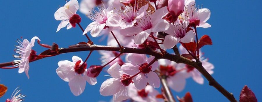 5 Japanese Flowers and the best time to view them.