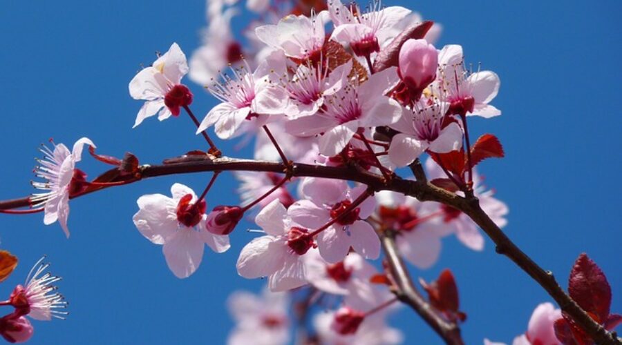 5 Japanese Flowers and the best time to view them.